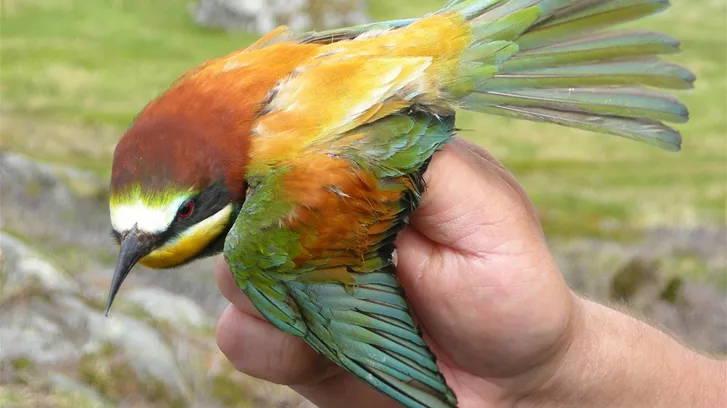 5775873990_0f263fcc72_o